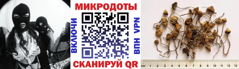 Псилоцибиновые грибы Psilocybe  Гвардейск 